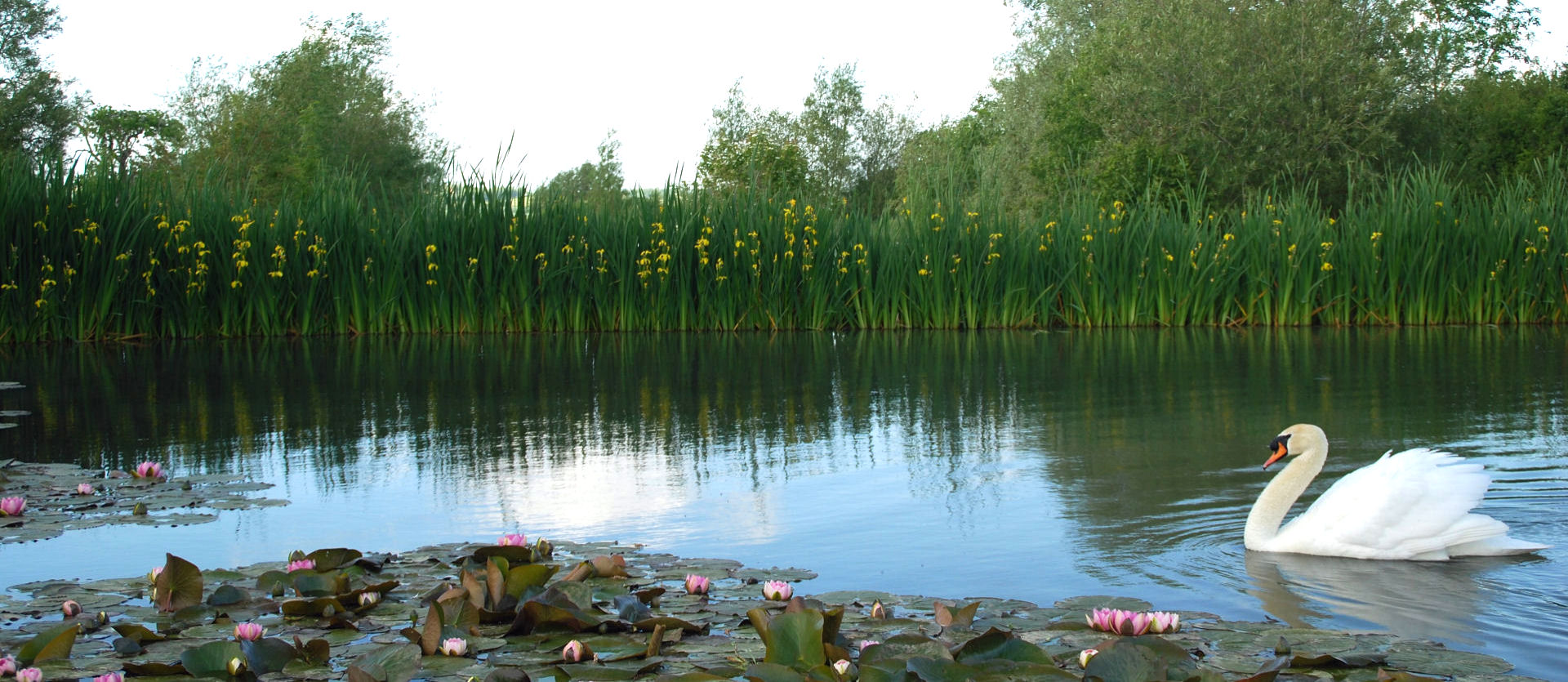 swan_&_lilies_1920x835